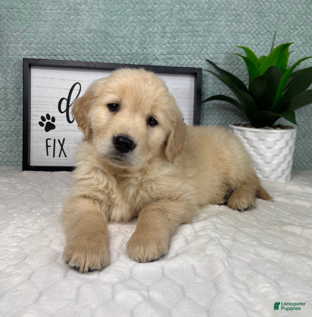 Golden Retriever dogs for sale: Graham  - Ad 2