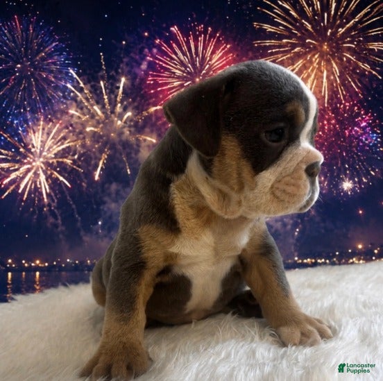 English Bulldog dogs for sale: Roscoe_Male - Ad 2