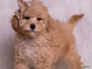 Toy Poodle dogs Tink - Ad 30