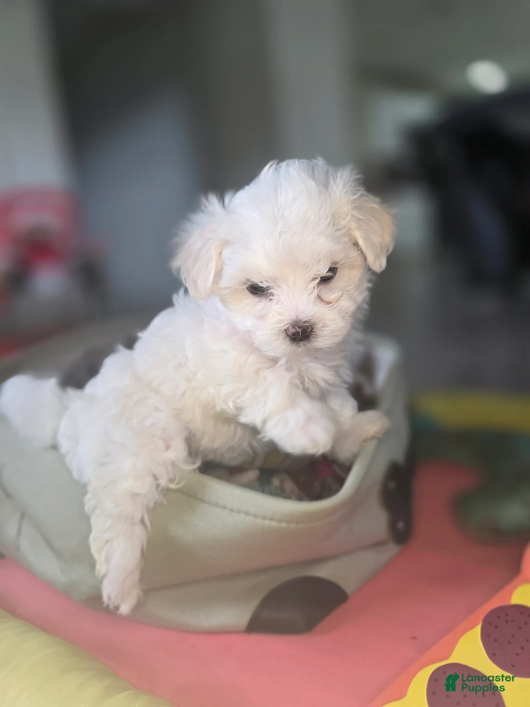 Maltese dogs for sale: 🐶 Female Maltese Puppy – Sweet, Playful & Petite - Ad 6