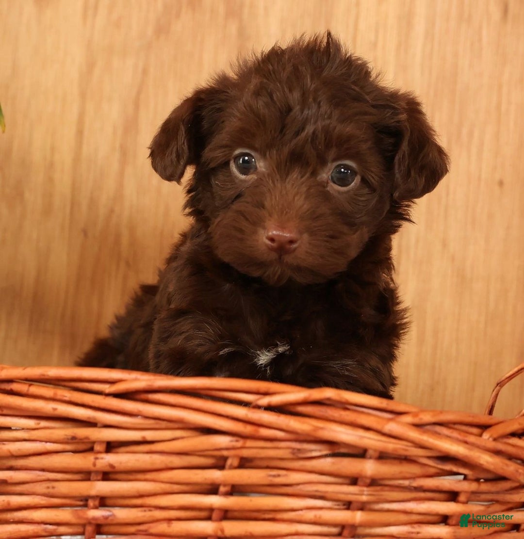 Yorkiepoo dogs for sale: Duey - Ad 4