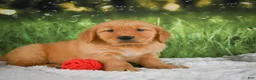 Golden Retriever dogs for sale: Stella - Ad 2