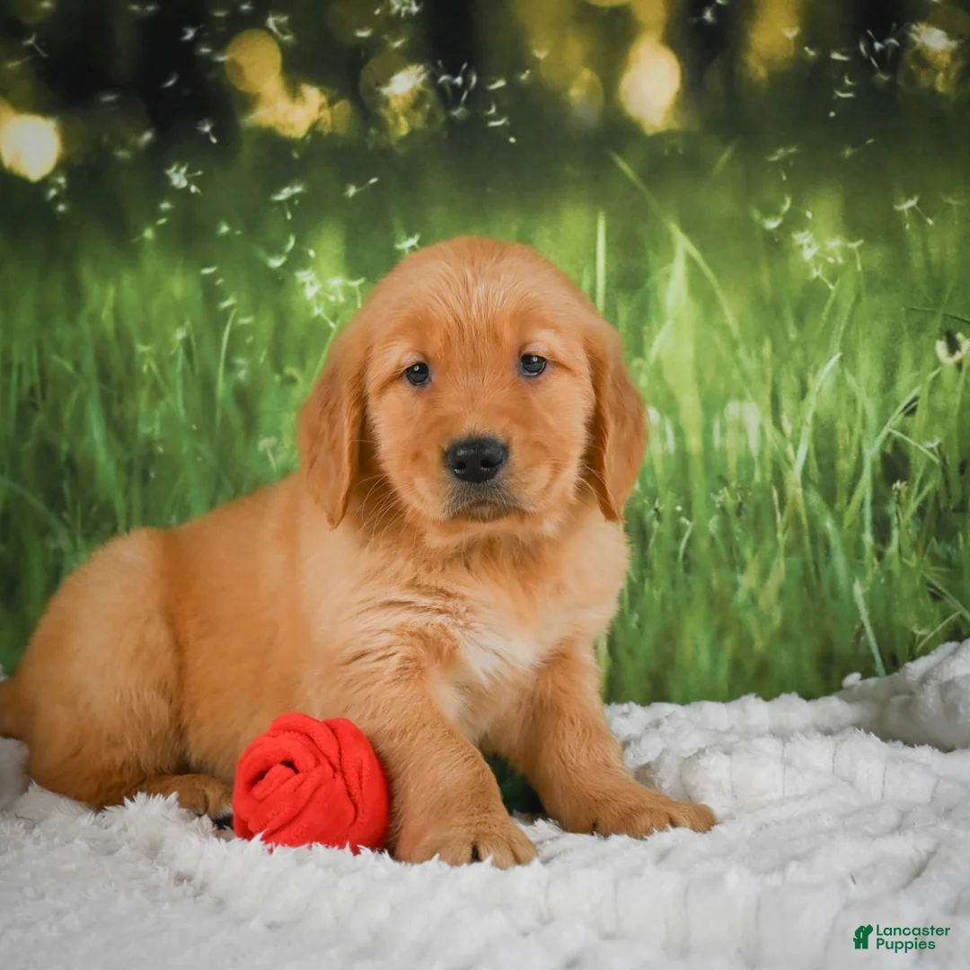 Golden Retriever dogs for sale: Stella - Ad 2
