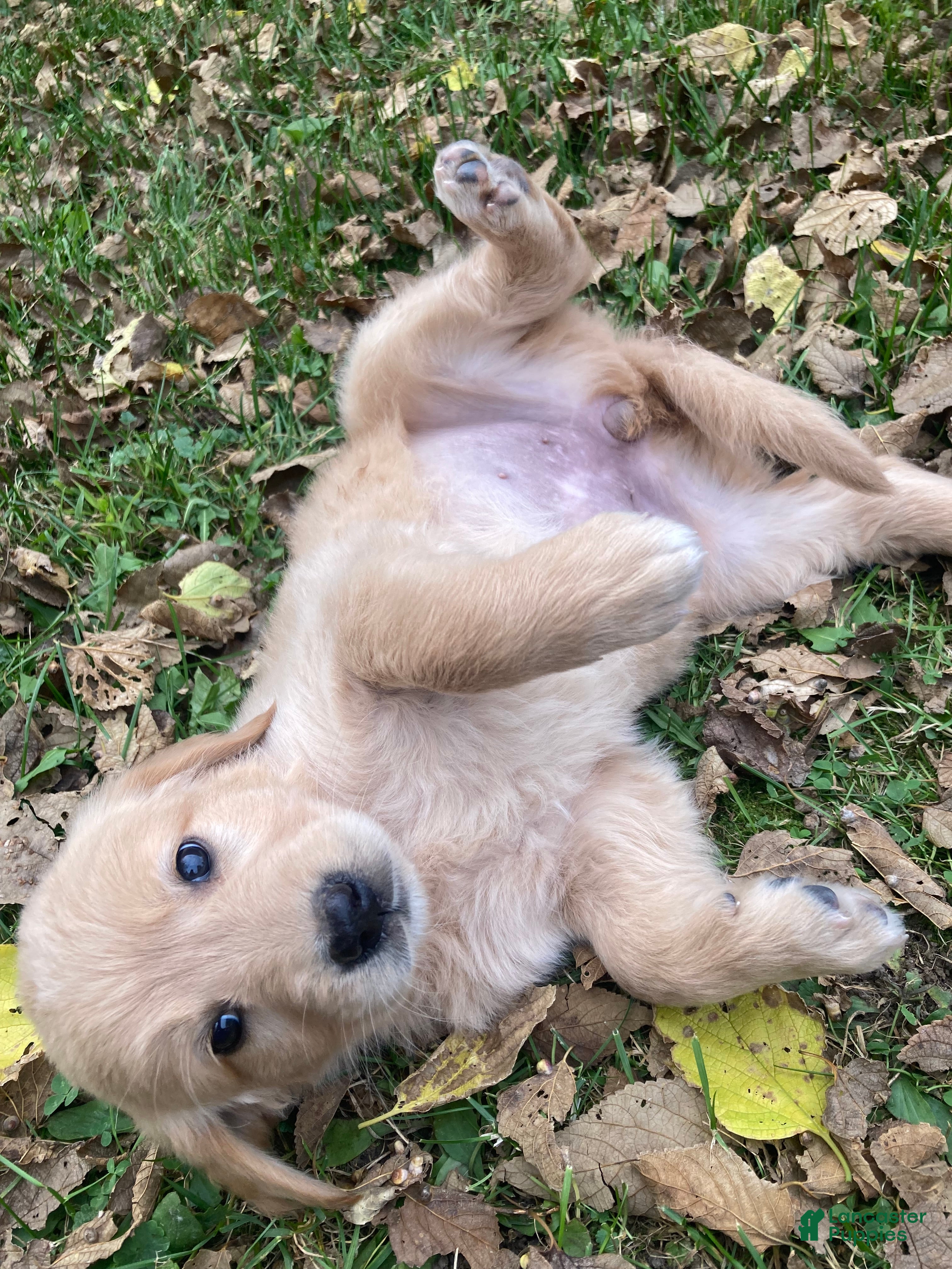 Golden Retriever dogs for sale: Amy - Ad 2