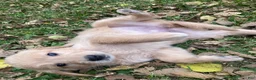 Golden Retriever dogs for sale: Amy - Ad 2