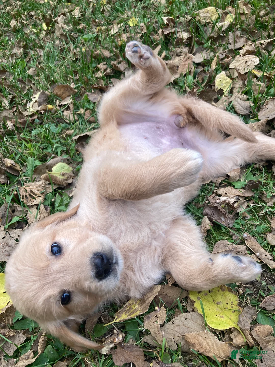 Golden Retriever dogs for sale: Amy - Ad 2