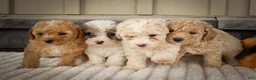 Miniature Poodle dogs for sale: Jenson ✨ - Ad 20