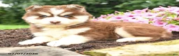 Pomsky dogs for sale: Elmer - Ad 5
