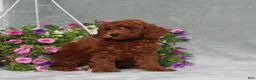 Miniature Poodle dogs for sale: Destiny - Ad 4