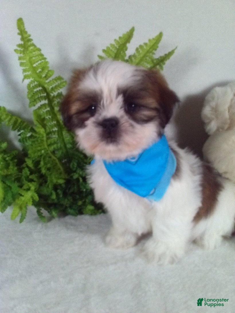 Shih Tzu dogs Rio - Ad 1