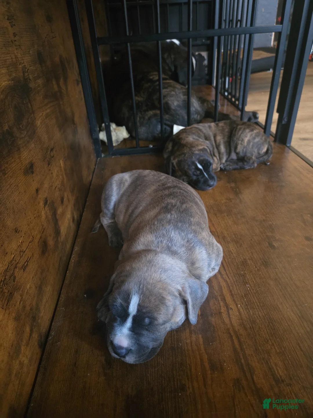 American Pit Bull Terrier dogs for sale: KLAUS  - Ad 2