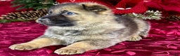 German Shepherd dogs for sale: Dallas - Ad 6