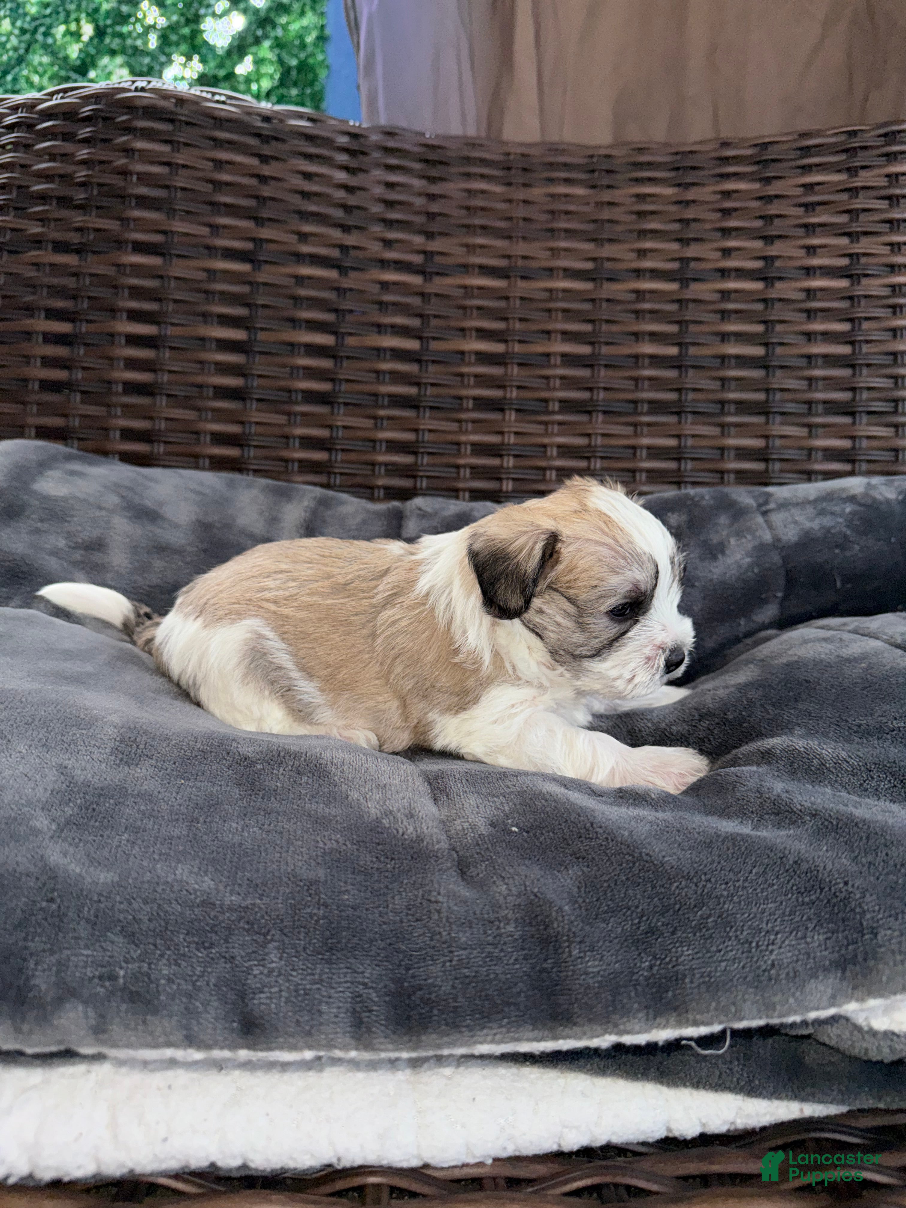 Mixed Breed dogs for sale: Stormy - Ad 3
