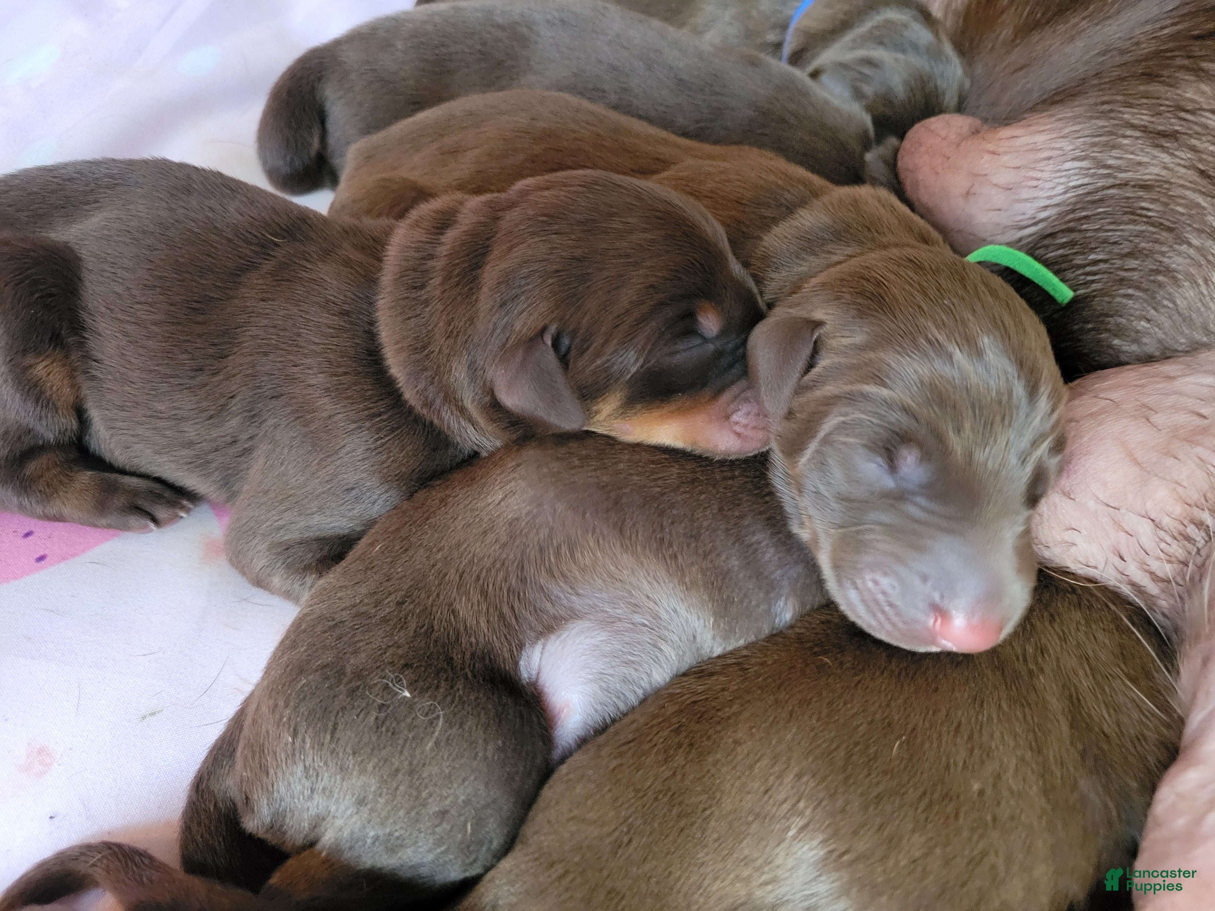 Doberman Pinscher dogs Doberman Pinscher Puppy 2 - Ad 1