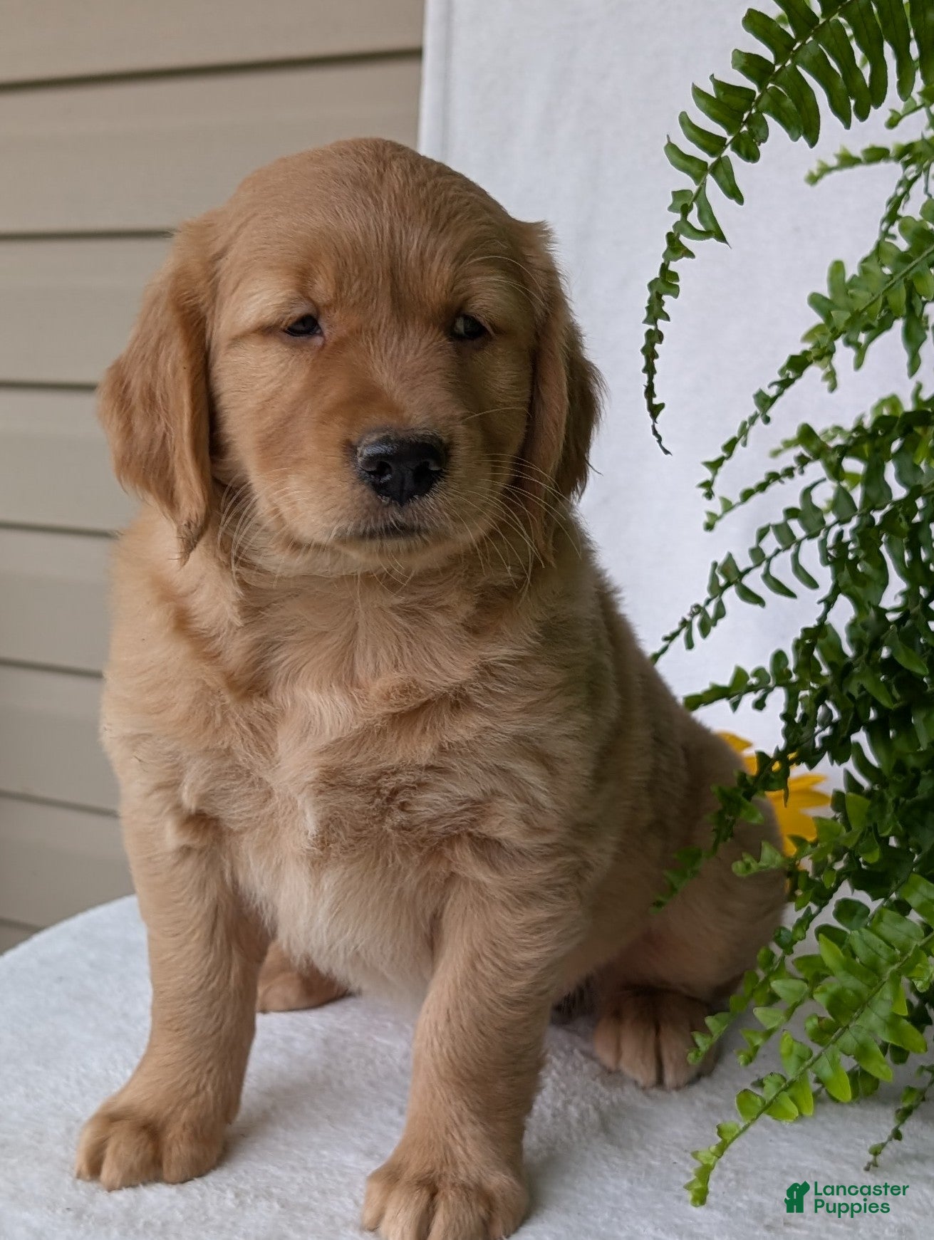 Golden Retriever dogs Indy - Ad 2