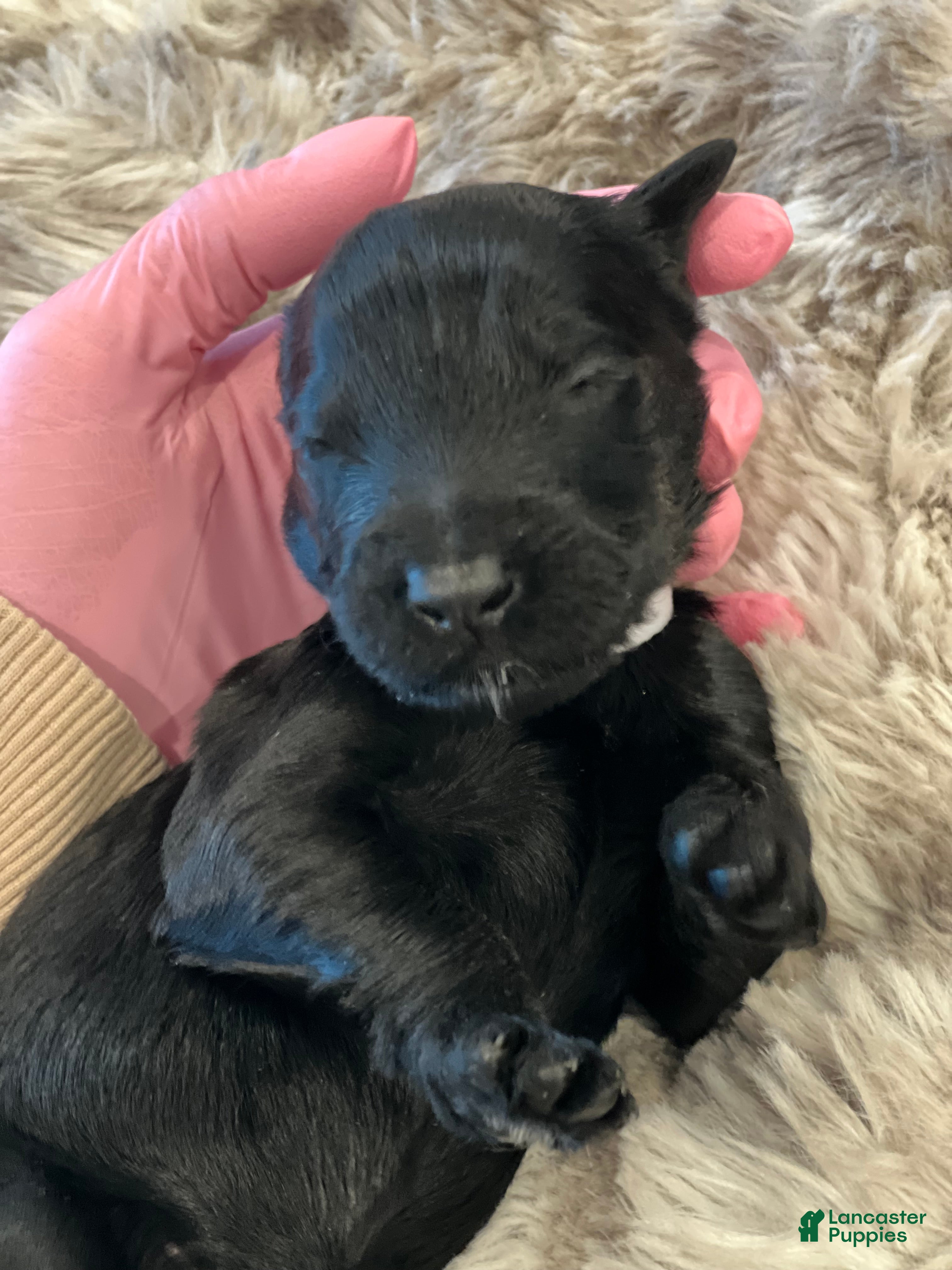 Giant Schnauzer dogs Eleanor  - Ad 2