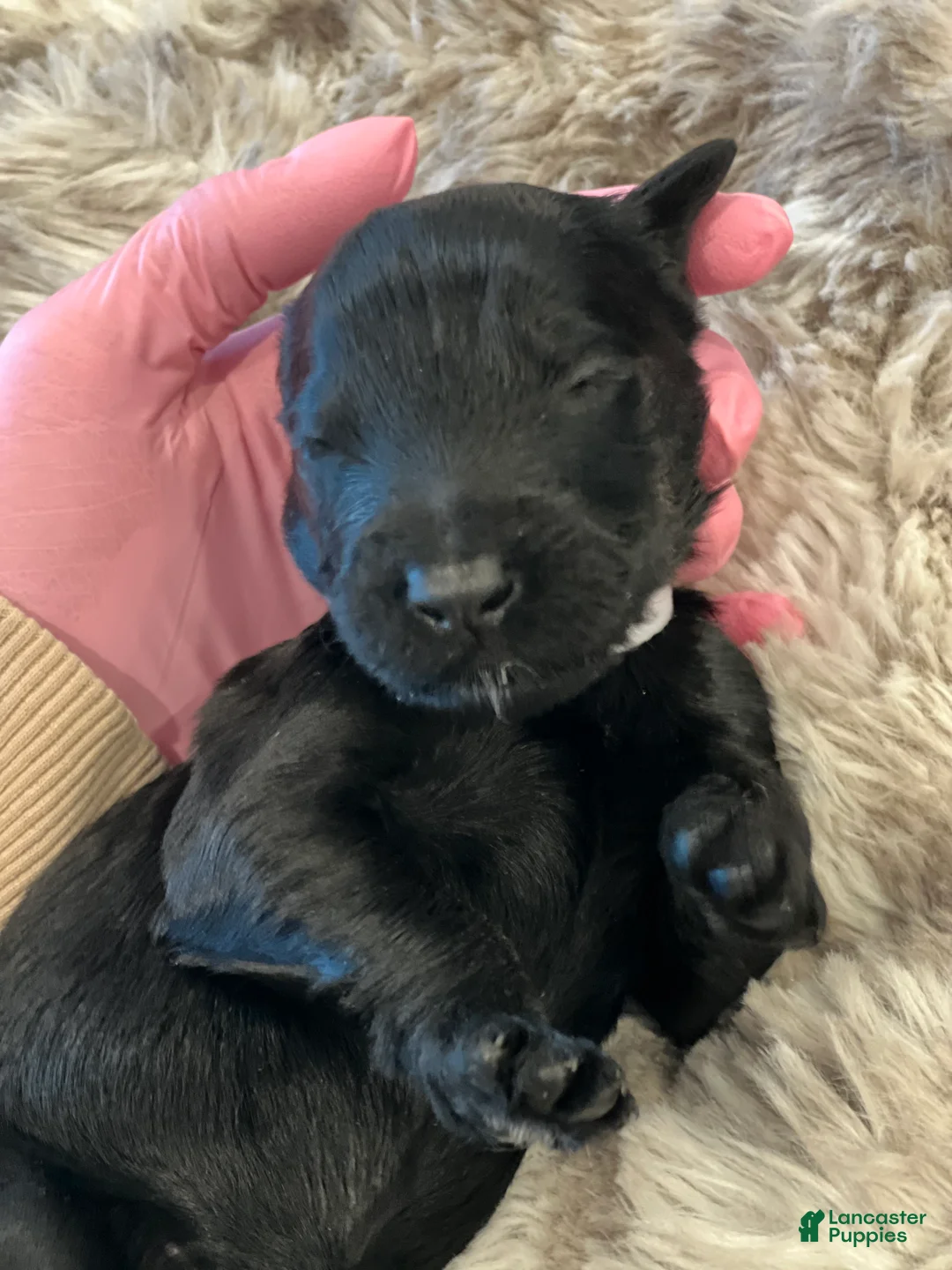 Giant Schnauzer dogs for sale: Eleanor  - Ad 2