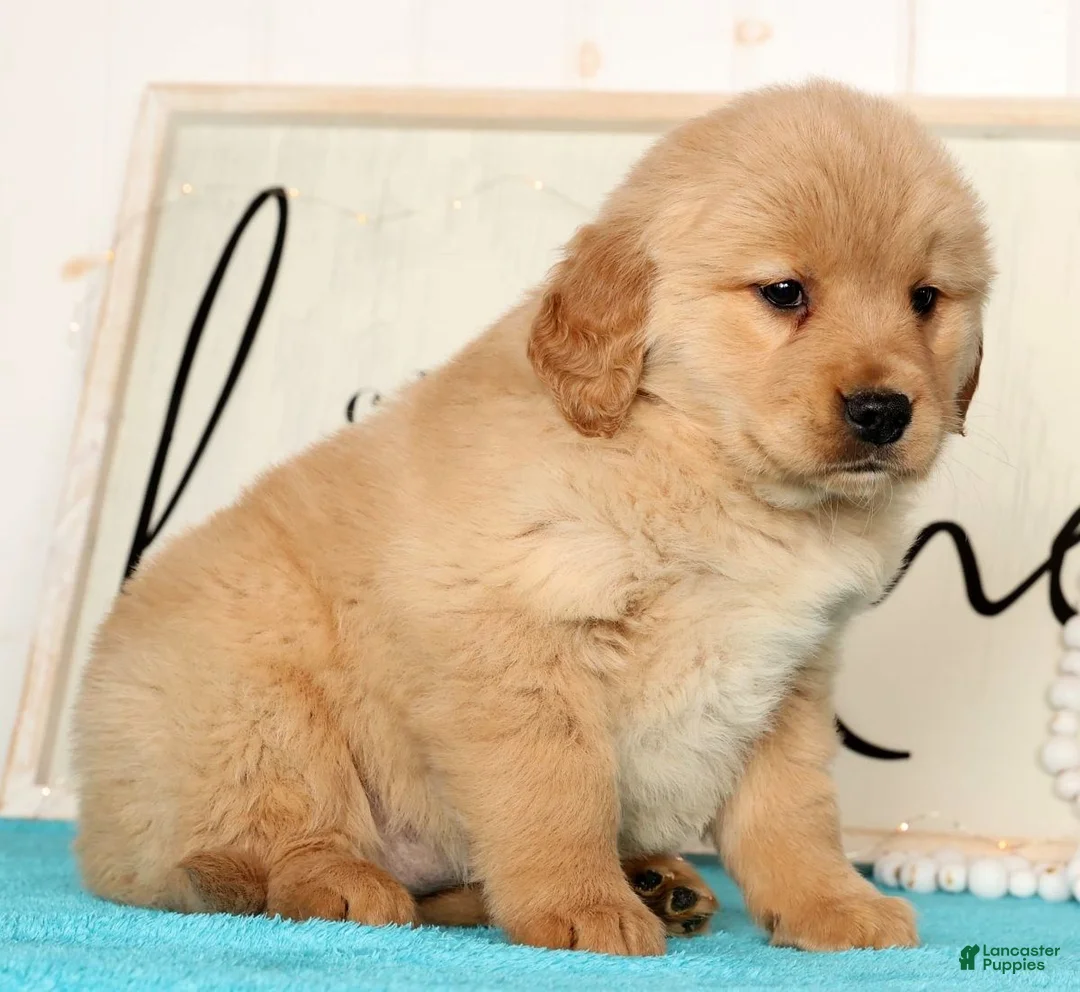 Golden Retriever dogs for sale: Roxey - Ad 9