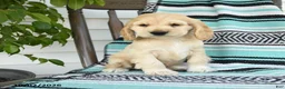 Cocker Spaniel dogs for sale: Dexter  - Ad 1
