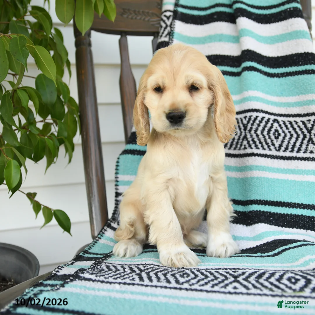 Cocker Spaniel dogs for sale: Dexter  - Ad 1