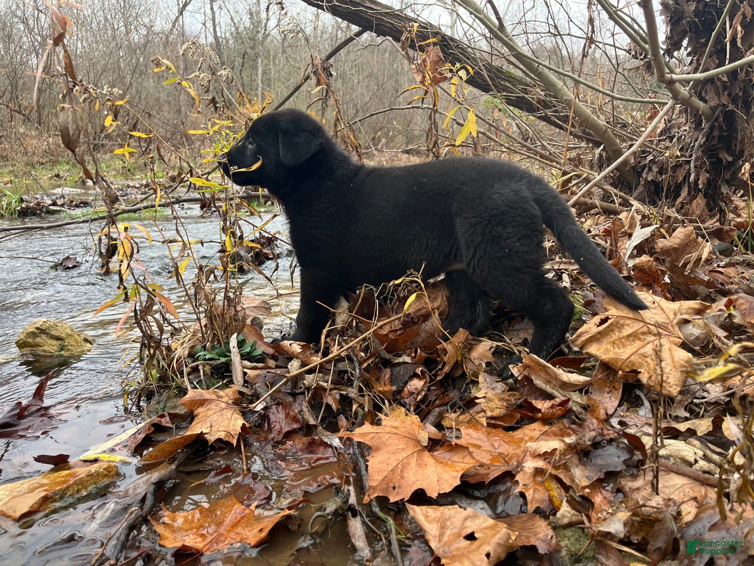 German Shepherd dogs for sale: Mitzi  - Ad 13