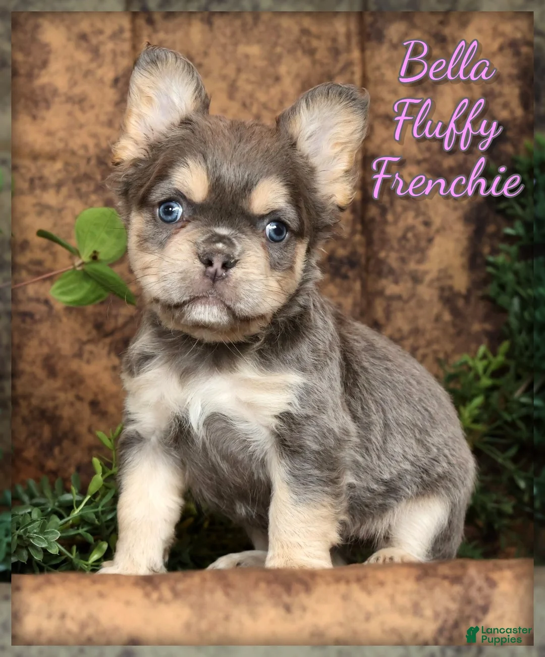 French Bulldog dogs for sale: Bella - Ad 1