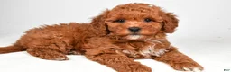 Mini Goldendoodle dogs for sale: Polly - Ad 1