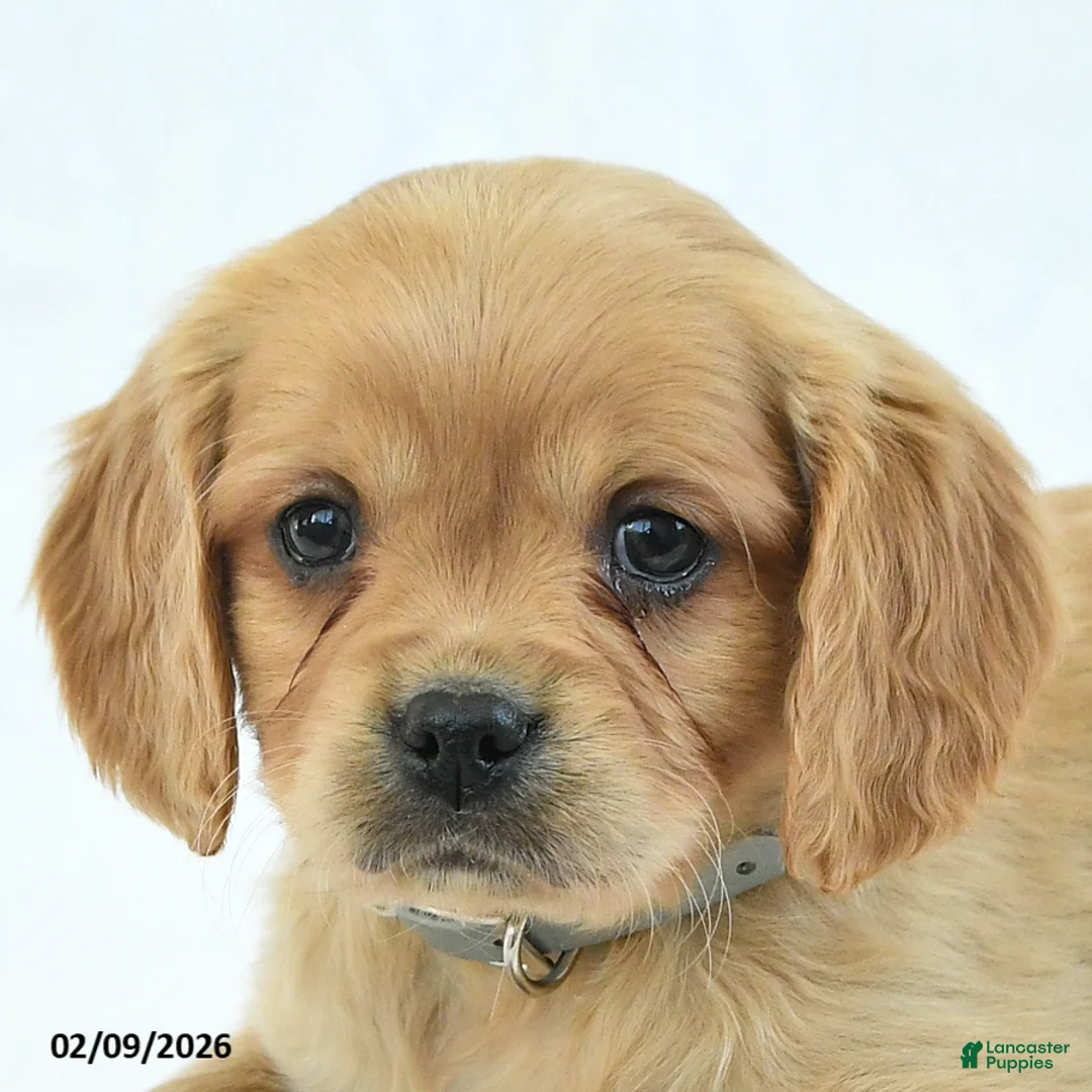 Miniature Golden Retriever dogs for sale: Cutie - Ad 2