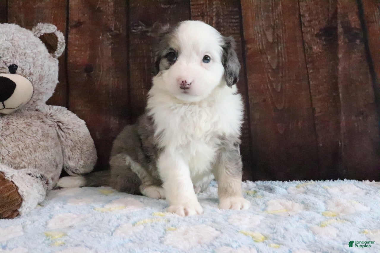 Mini Bernedoodle dogs Jewels - Ad 2