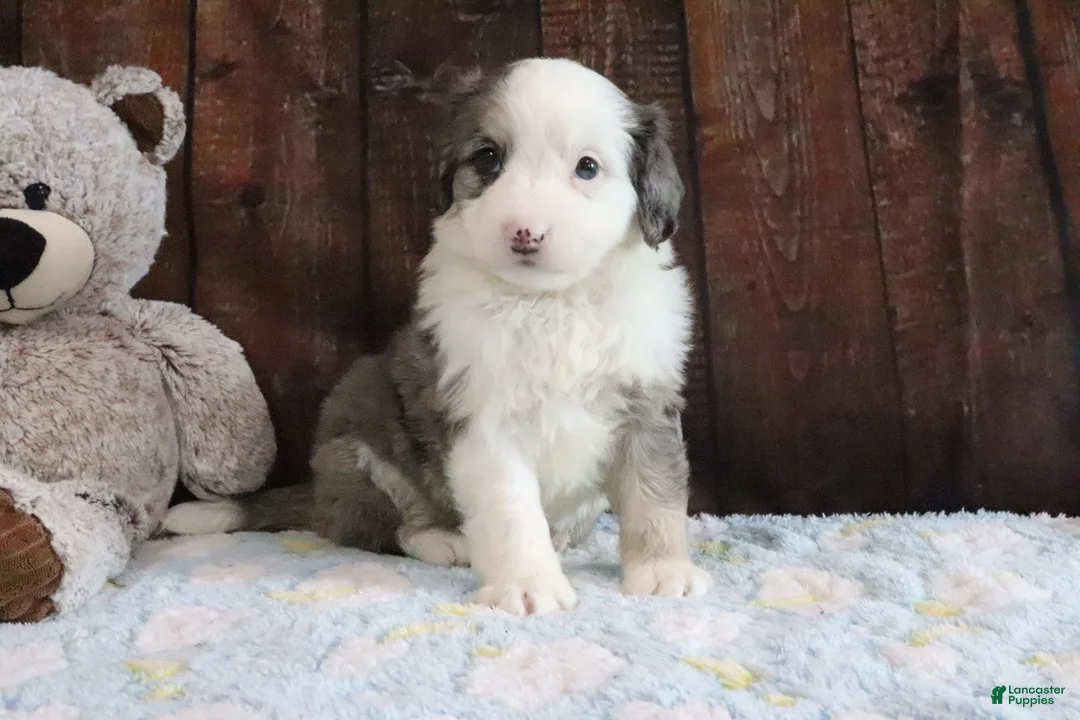 Mini Bernedoodle dogs for sale: Jewels - Ad 2