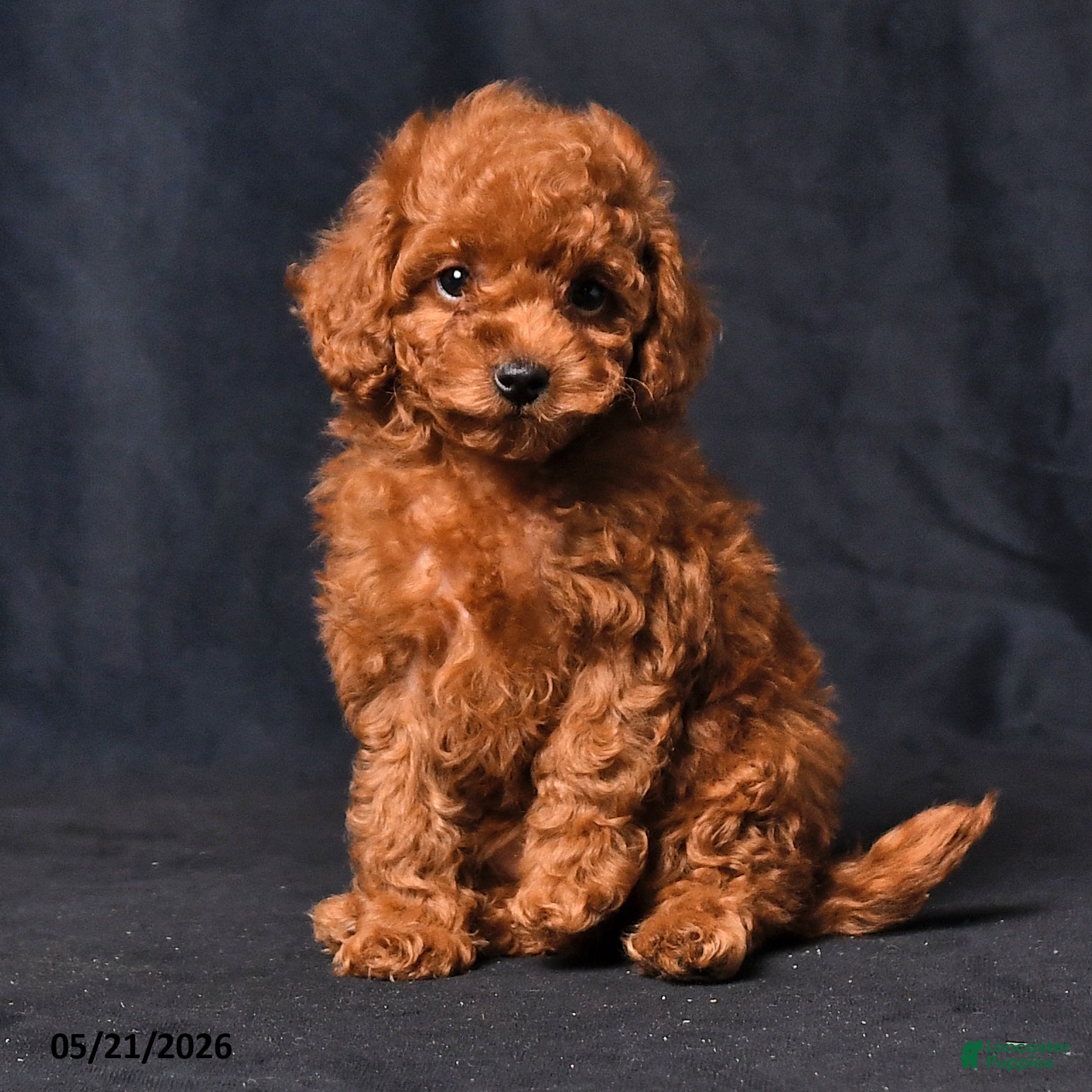 Toy Poodle dogs Tiny Amber - Ad 1