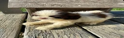 Shih Tzu dogs for sale: Milo - Ad 6
