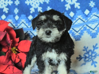 Miniature Schnauzer dogs Oscar - Ad 30