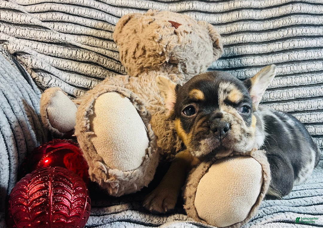 French Bulldog dogs for sale: MILA  - Ad 7