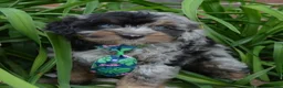 Mini Aussiedoodle dogs for sale: Mini Acher - Ad 16