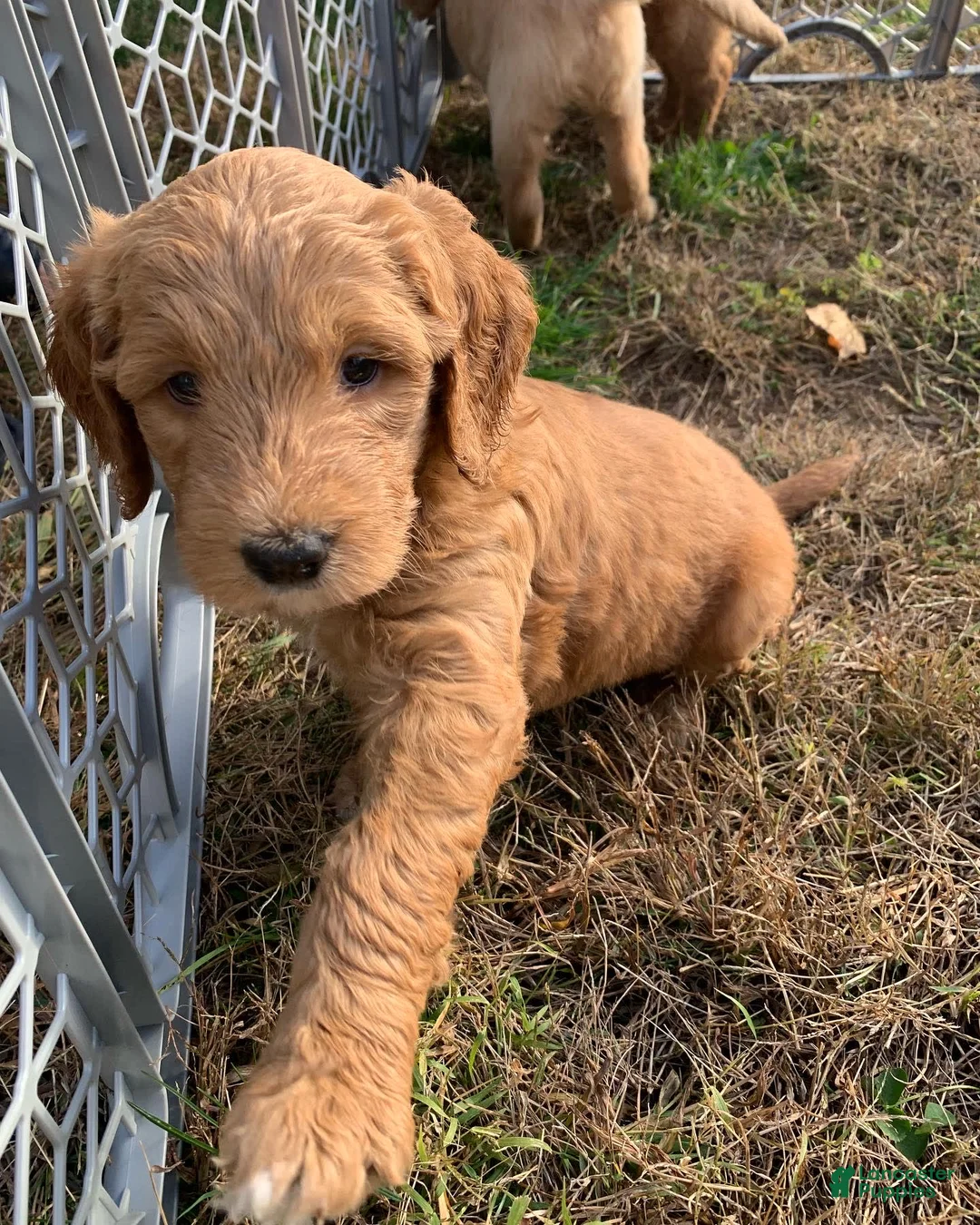 Gallery Image {{count}}