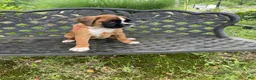 Boxer dogs for sale: Red - Ad 2