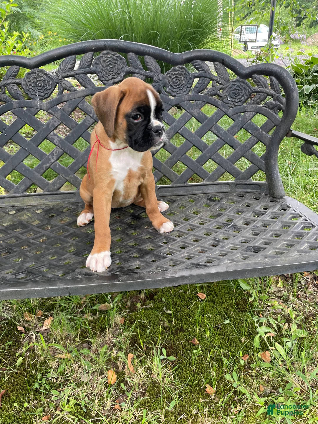 Boxer dogs for sale: Red - Ad 2