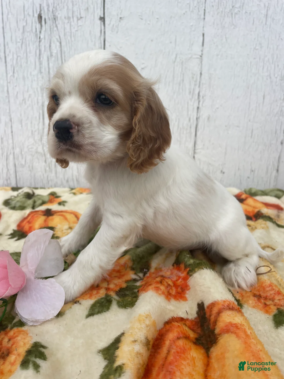Cocker Spaniel dogs for sale: Miles - Ad 4