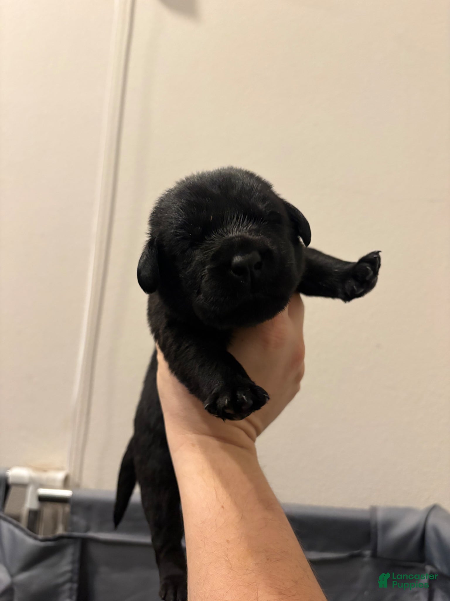 Labrador Retriever dogs Labrador Retriever Puppy 10 - Ad 1
