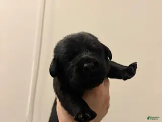 Labrador Retriever dogs for sale: Labrador Retriever Puppy 10 - Ad 1