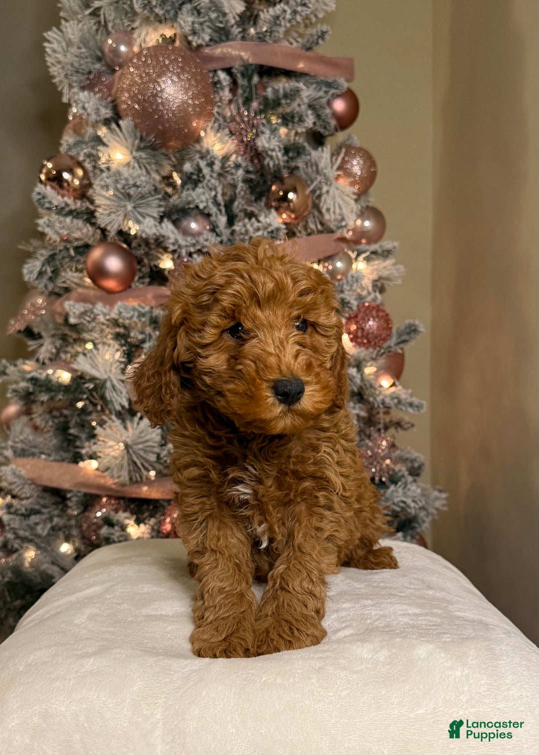 Mini Goldendoodle dogs for sale: Liam - Ad 2