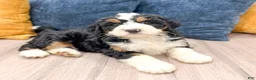 Mini Bernedoodle dogs for sale: Cody - Ad 7