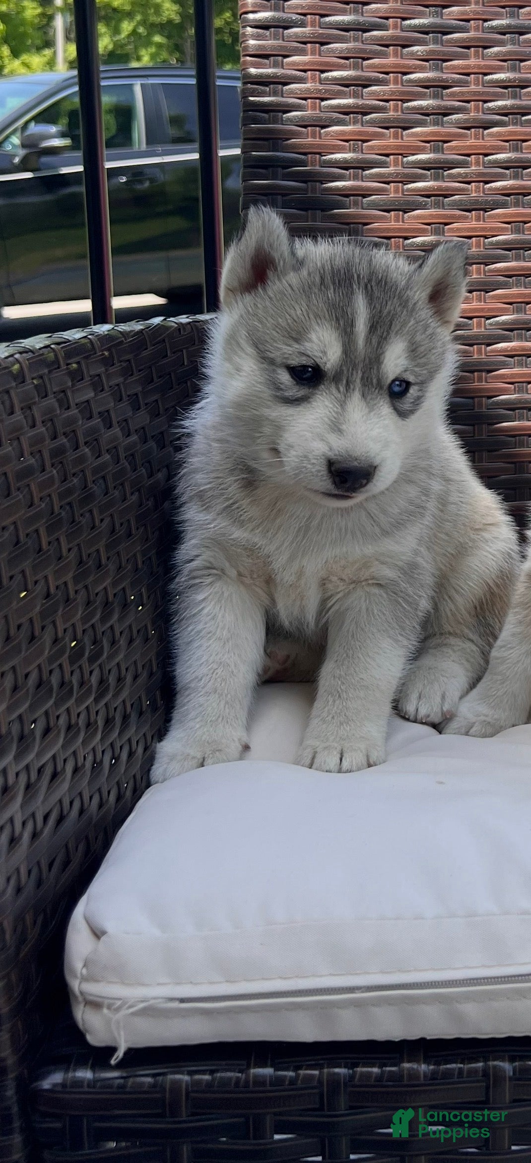 Siberian Husky dogs Balto  - Ad 1