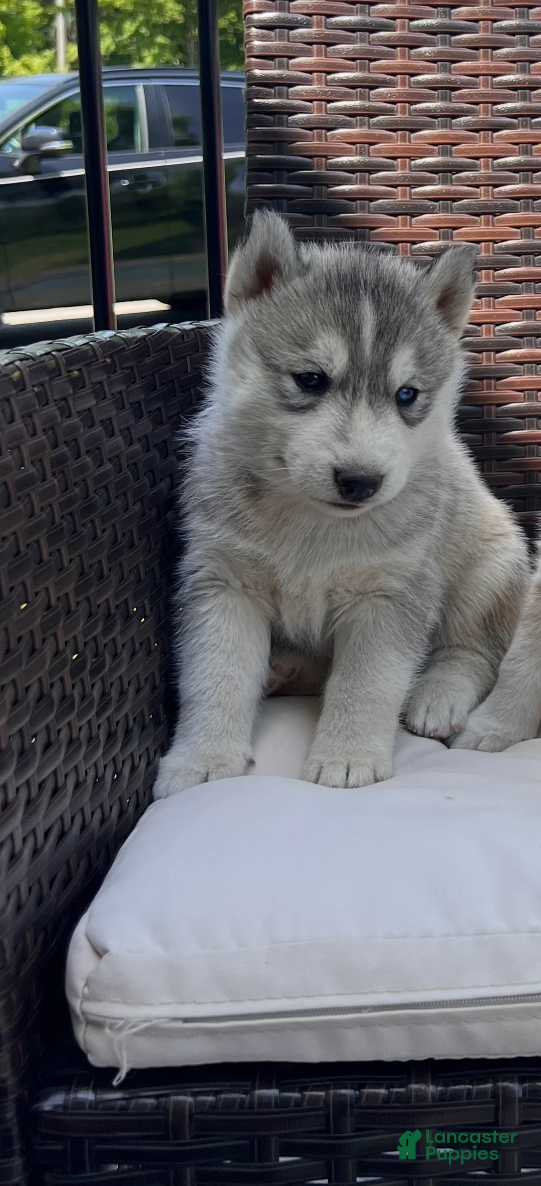 Siberian Husky dogs for sale: Balto  - Ad 1
