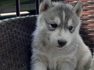 Siberian Husky dogs for sale: Balto - Ad 1