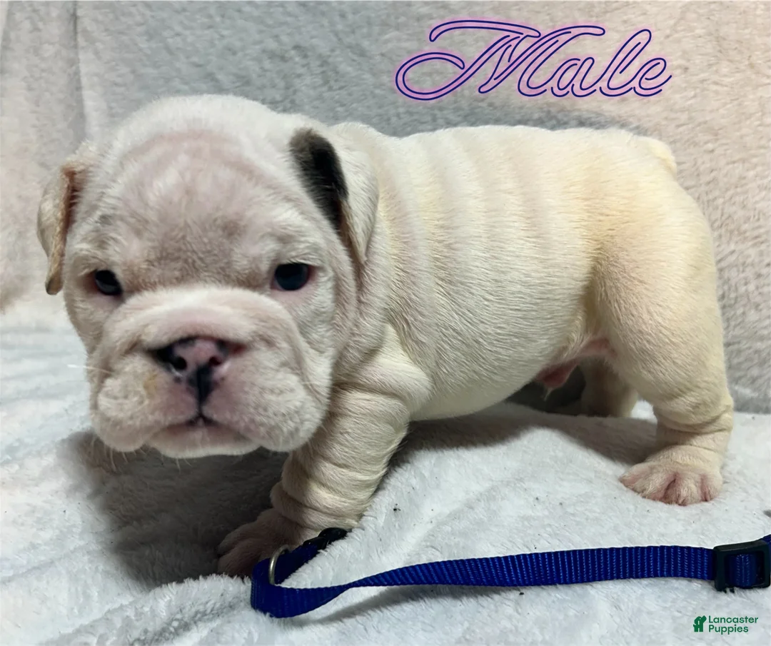English Bulldog dogs for sale: English Bulldog 3 - Ad 1
