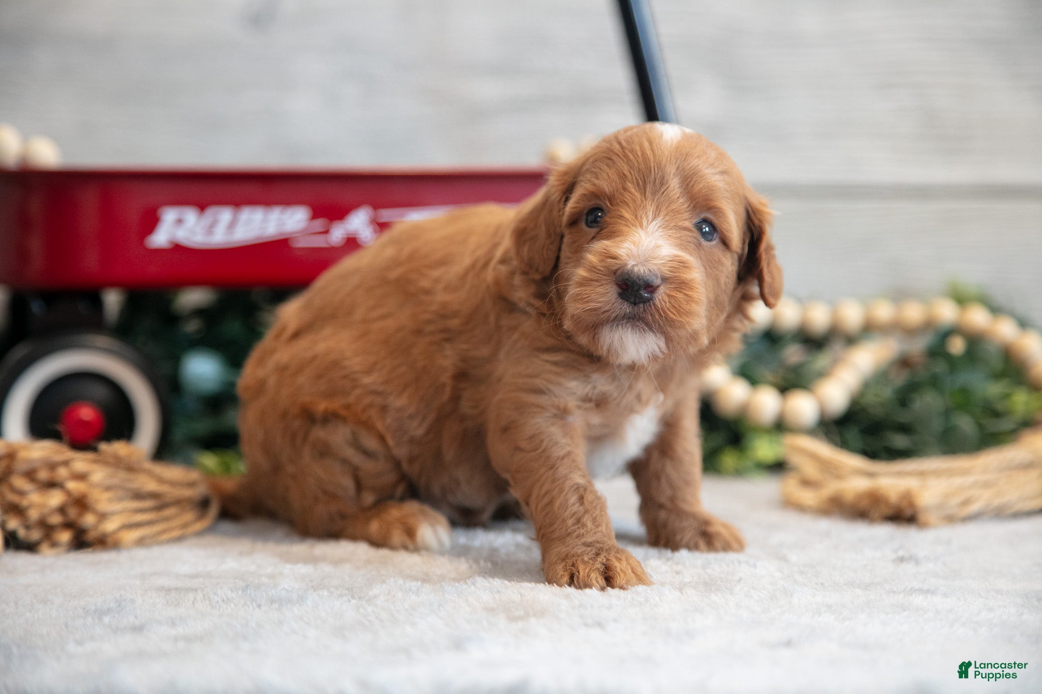 Mini Goldendoodle dogs Connon - Ad 2