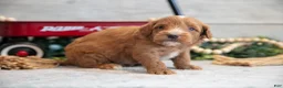 Mini Goldendoodle dogs for sale: Connon - Ad 3