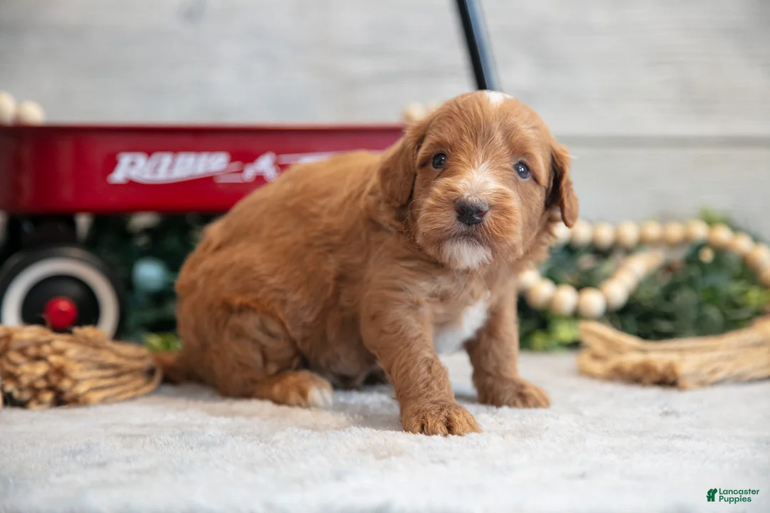 Mini Goldendoodle dogs for sale: Connon - Ad 3